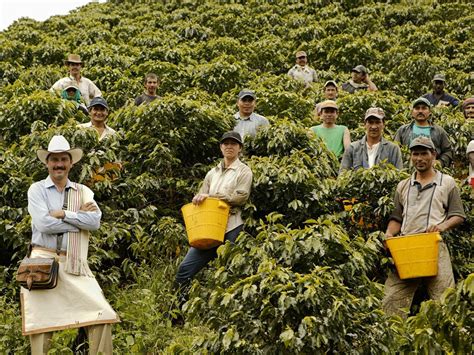 coffee production in colombia